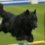 Groenendael