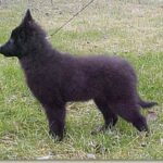 Groenendael