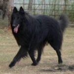 Groenendael