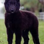 Groenendael
