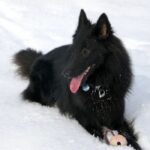 Groenendael