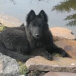 Groenendael