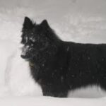 Groenendael