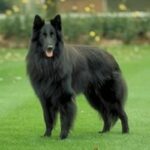 Groenendael
