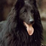 Groenendael