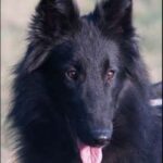 Groenendael