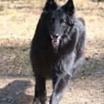 Groenendael