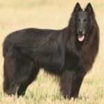 Groenendael