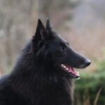 Groenendael