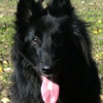 Groenendael