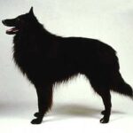 Groenendael