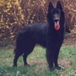 Groenendael