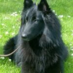 Groenendael