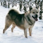 Grønlandshund