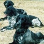 Grosser Münsterländer