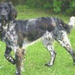 Grosser Münsterländer