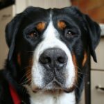 Grosser Schweizer Sennenhund