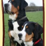 Grosser Schweizer Sennenhund