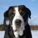 Grosser Schweizer Sennenhund