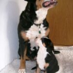 Grosser Schweizer Sennenhund