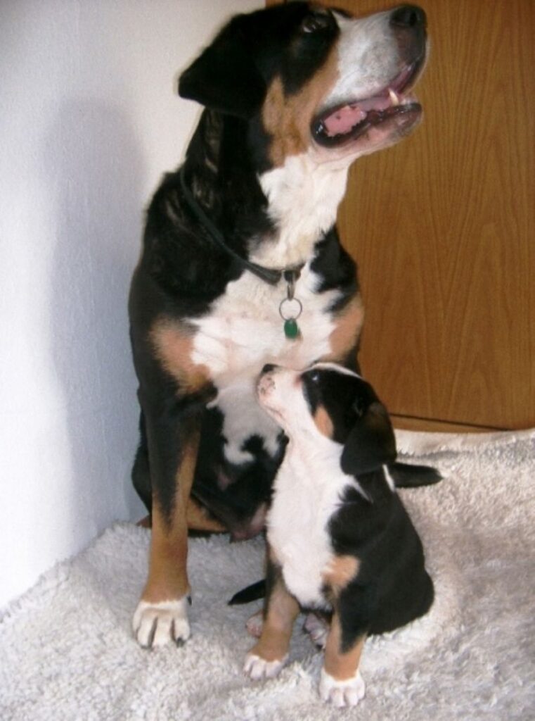 Grosser Schweizer Sennenhund