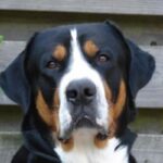 Grosser Schweizer Sennenhund