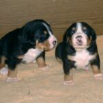 Grosser Schweizer Sennenhund