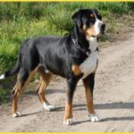 Grosser Schweizer Sennenhund