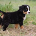 Grosser Schweizer Sennenhund