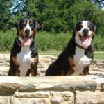 Grosser Schweizer Sennenhund