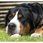 Grosser Schweizer Sennenhund
