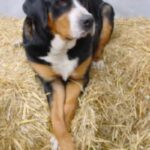 Grosser Schweizer Sennenhund