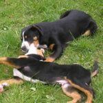 Grosser Schweizer Sennenhund