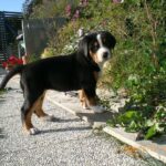 Grosser Schweizer Sennenhund