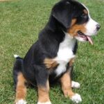 Grosser Schweizer Sennenhund