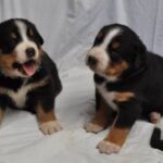 Grosser Schweizer Sennenhund
