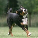 Grosser Schweizer Sennenhund