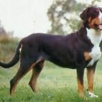 Grosser Schweizer Sennenhund