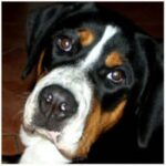 Grosser Schweizer Sennenhund