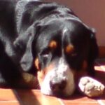 Grosser Schweizer Sennenhund