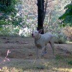 Gull Terrier