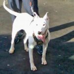 Gull Terrier