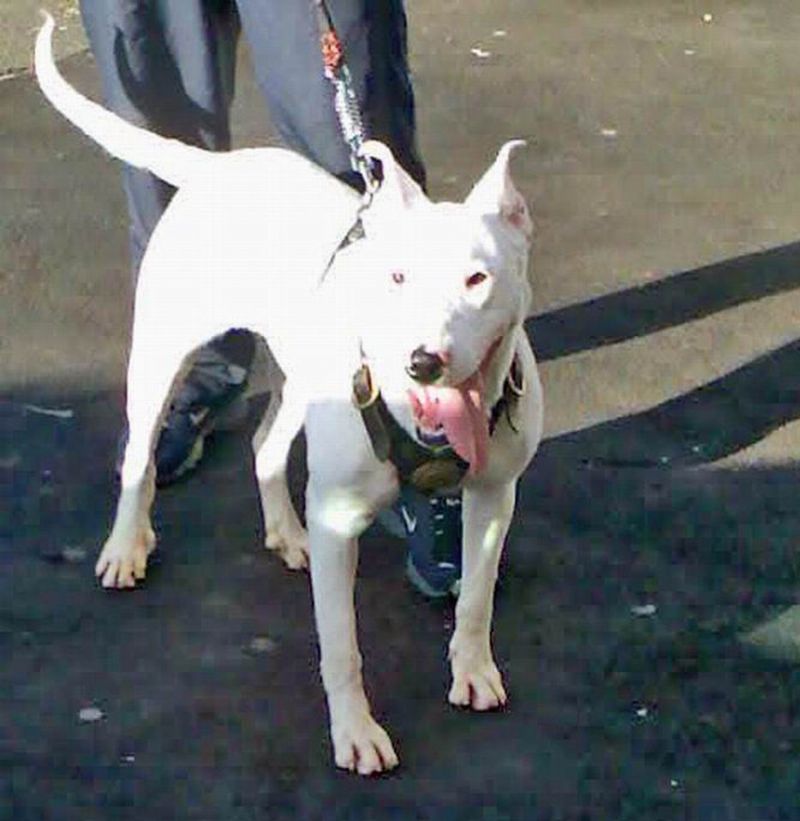 Gull Terrier