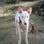 Gull Terrier