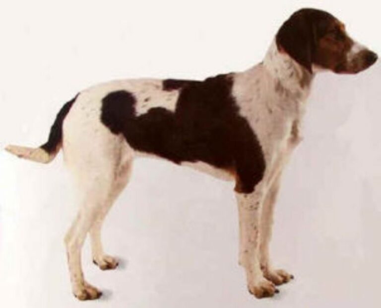 Haldenstøver / Haldenhound