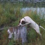 Haldenstøver / Haldenhound