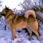 Hälleforshund