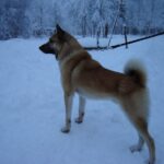 Hälleforshund