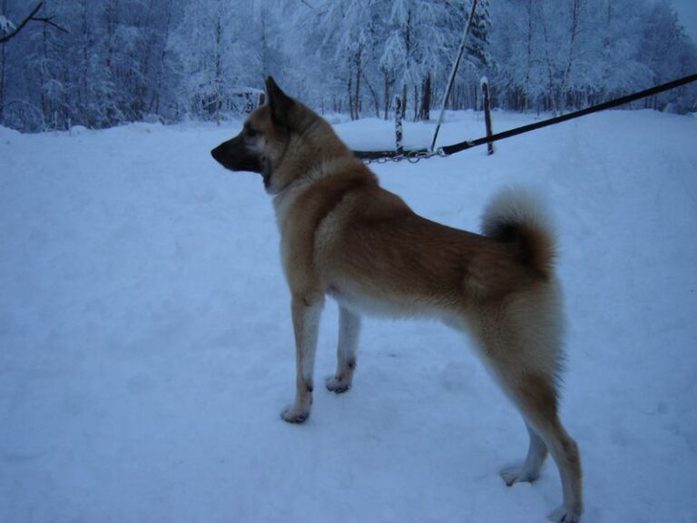 Hälleforshund