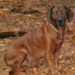 Hannoveransk Viltsporhund